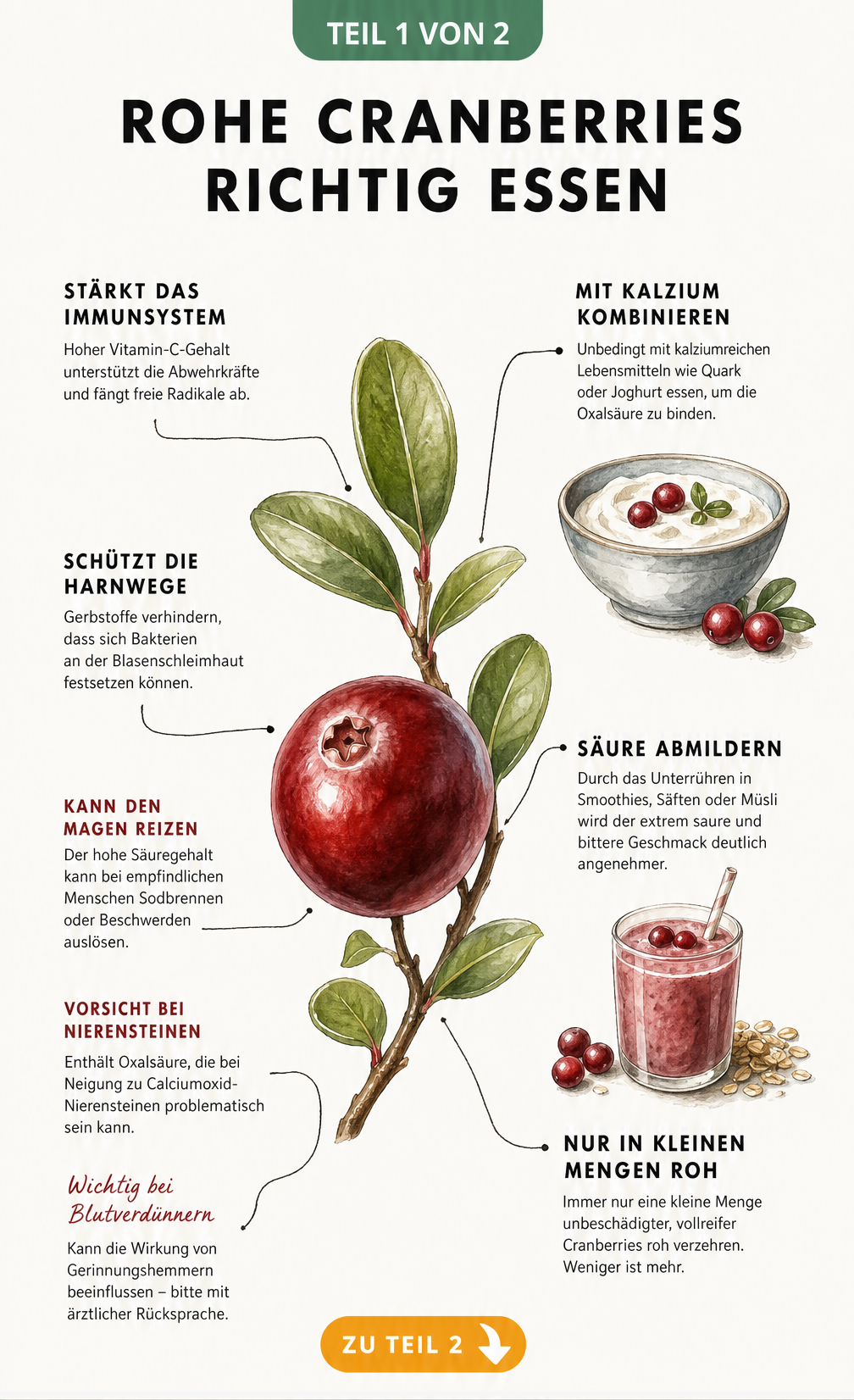 Botanische Illustration einer rohen Cranberry mit Erklärungen zur Wirkung auf Immunsystem und Harnwege sowie Tipps zur Zubereitung mit Joghurt.