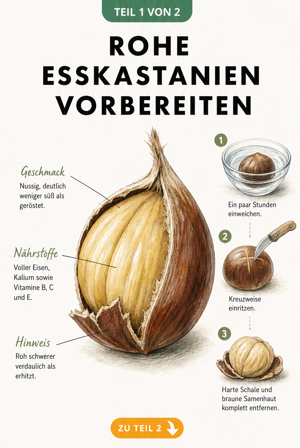 Illustration einer halb geschälten Esskastanie mit Nährwerten und Anleitung zum Schälen