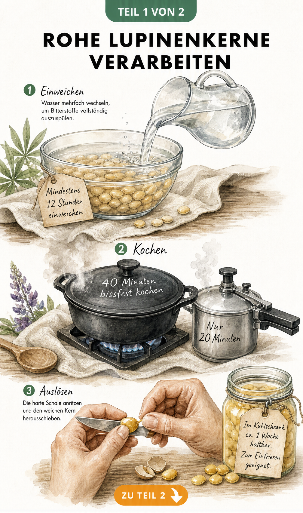 Illustration der Verarbeitung roher Lupinenkerne: Einweichen in Wasser, Kochen im Topf und Schälen der Kerne.