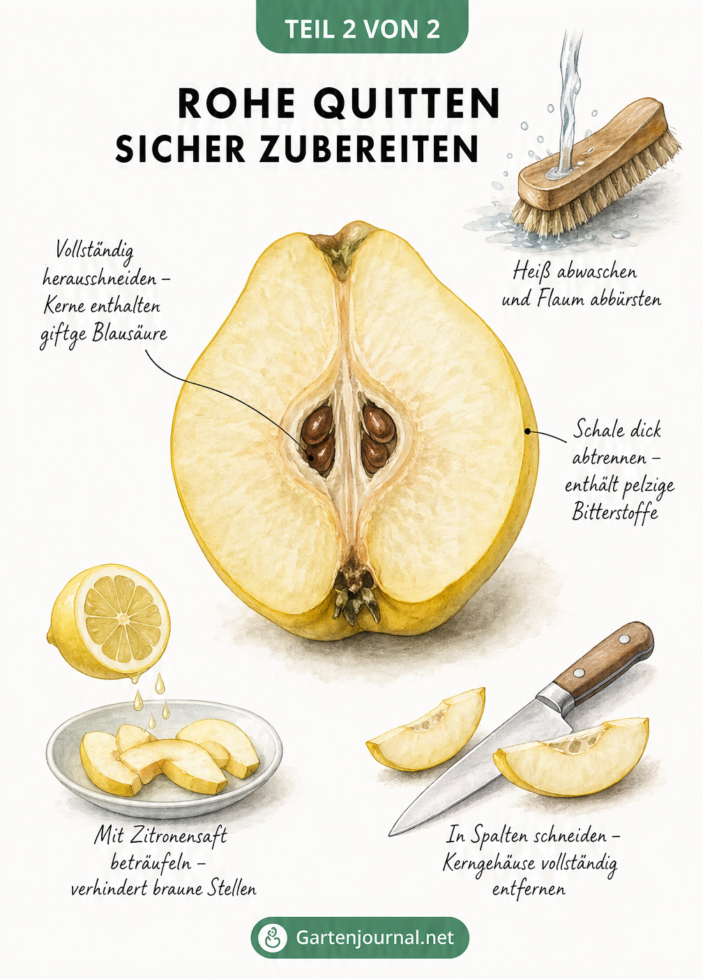Schnittzeichnung einer halbierten Quitte mit Hinweisen zum Entfernen von Kerngehäuse und Schale sowie Vignetten zur Vorbereitung
