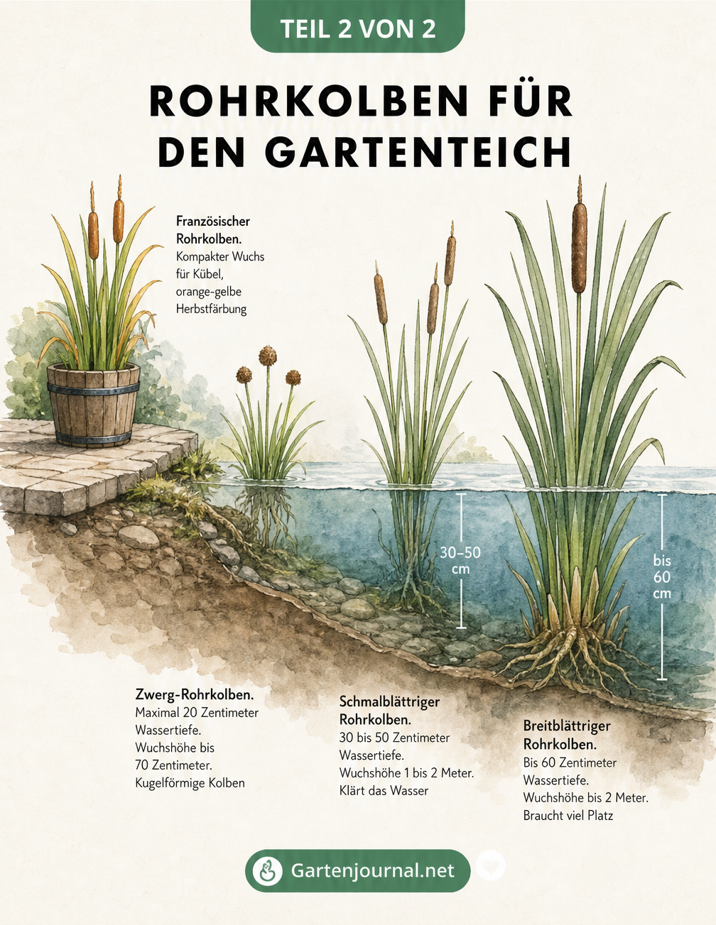 Aquarell-Querschnitt eines Teichufers mit vier verschiedenen Rohrkolbenarten und ihren bevorzugten Wassertiefen