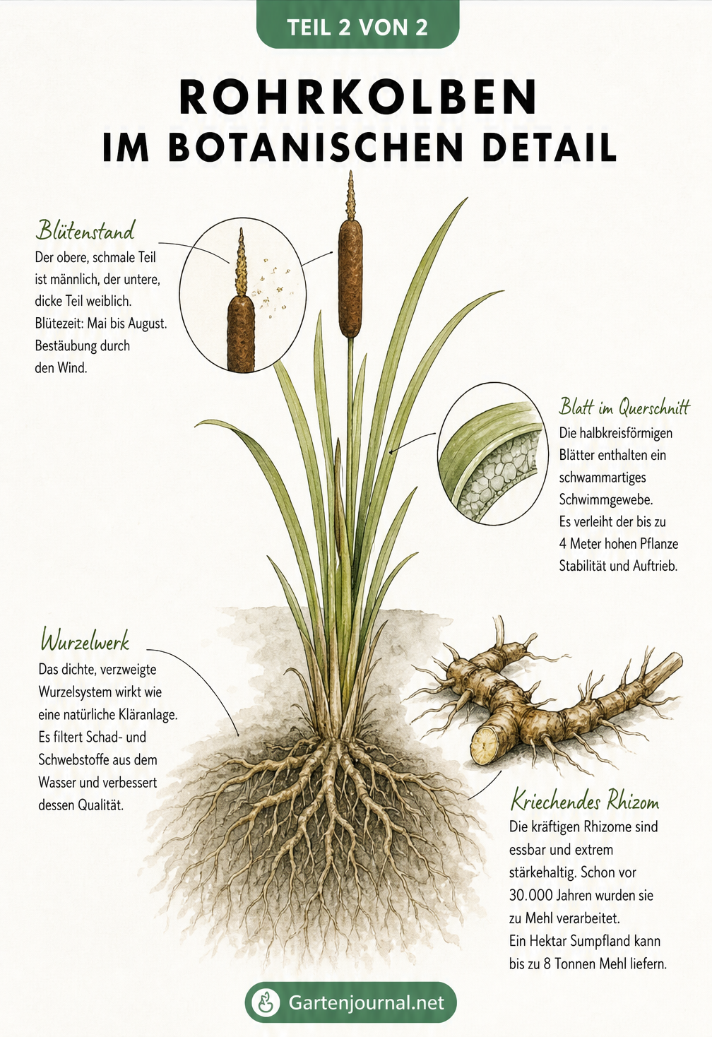 Botanische Illustration eines Rohrkolbens mit Details zu Blüte, Blattquerschnitt und Wurzeln