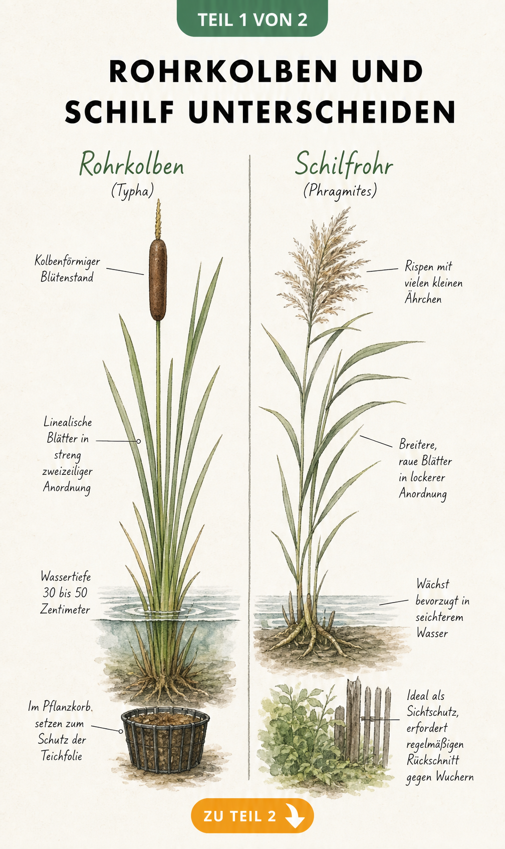 Botanische Illustration zur Unterscheidung von Rohrkolben und Schilf mit Details zu Blüten, Blättern und Wassertiefe