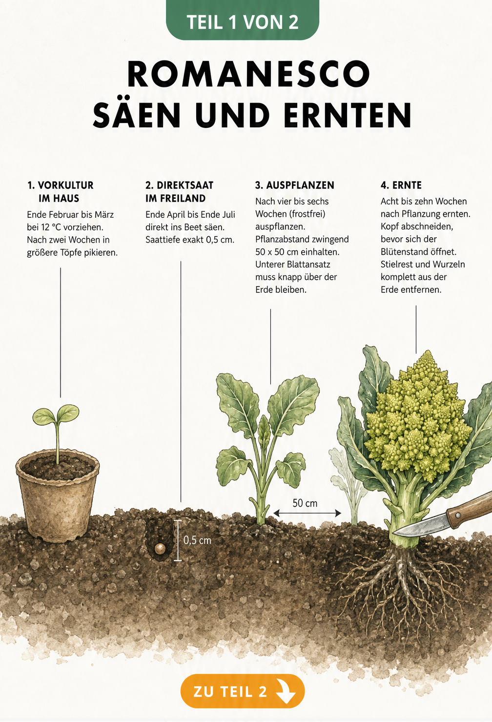 Botanische Illustration der vier Entwicklungsstadien von Romanesco: Vorkultur, Direktsaat, Auspflanzen und Ernte.