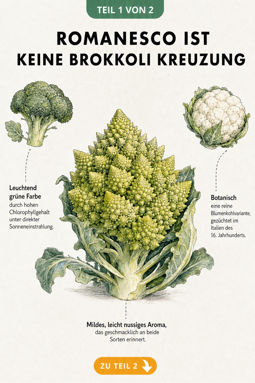 Botanische Illustration eines Romanesco-Kopfes im Vergleich zu Brokkoli und Blumenkohl
