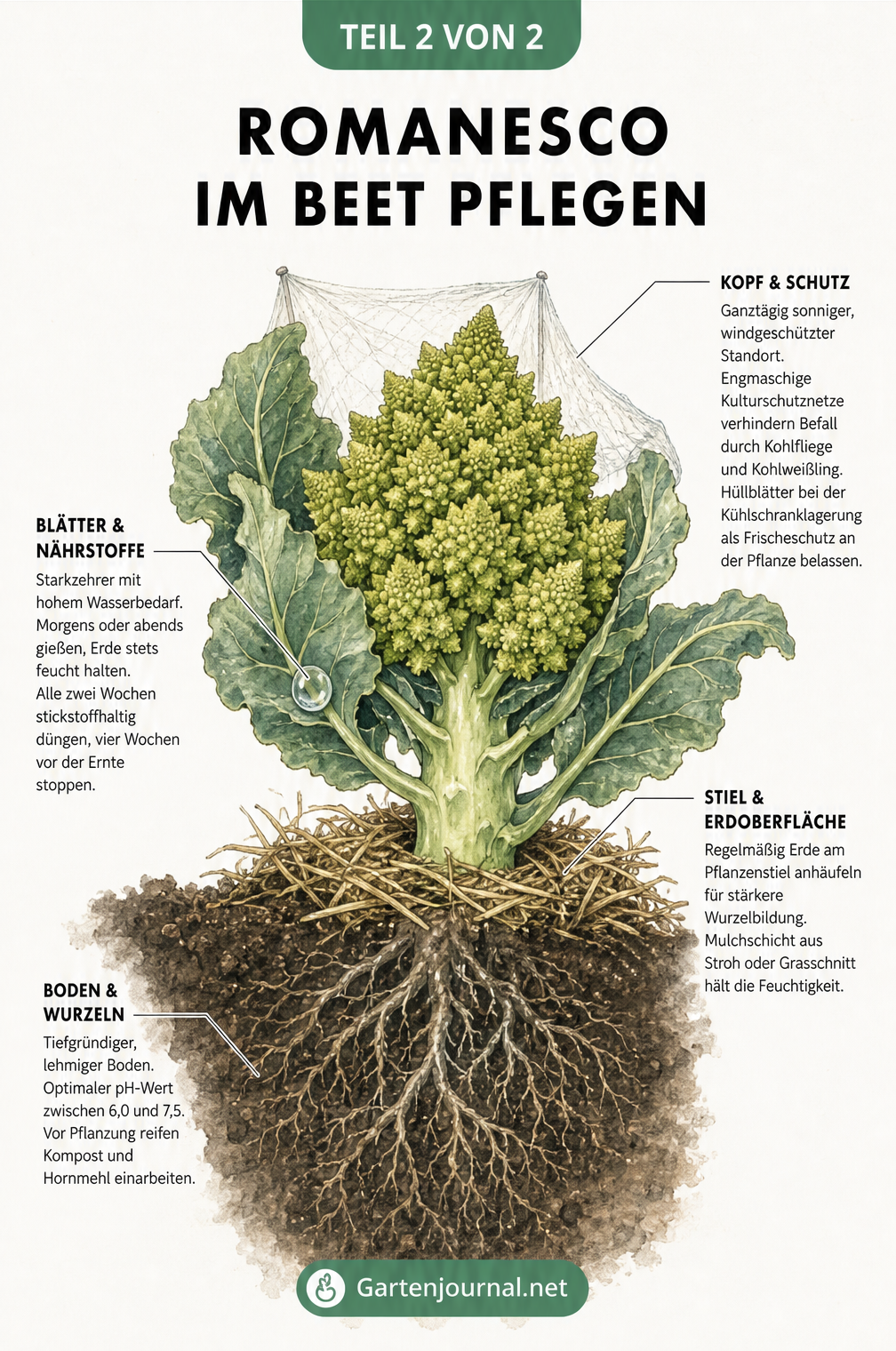 Querschnitt einer Romanesco-Pflanze mit Details zu Boden, Wurzeln, Stiel, Blättern und dem Kopf.