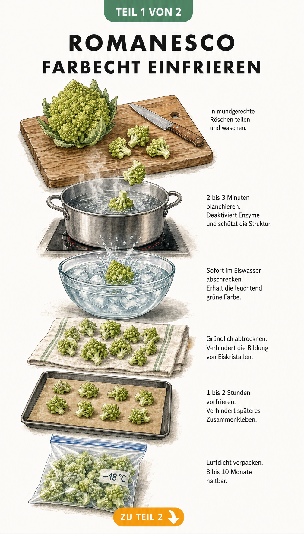 Illustration der Schritte zum Einfrieren von Romanesco: Waschen, Blanchieren, Abschrecken im Eiswasser, Abtrocknen, Vorfrieren und luftdicht Verpacken.