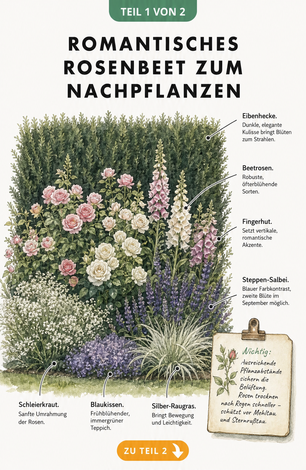 Aquarell-Skizze eines romantischen Rosenbeets mit Eibenhecke, Beetrosen, Fingerhut, Steppen-Salbei, Schleierkraut, Blaukissen und Silber-Raugras in drei...
