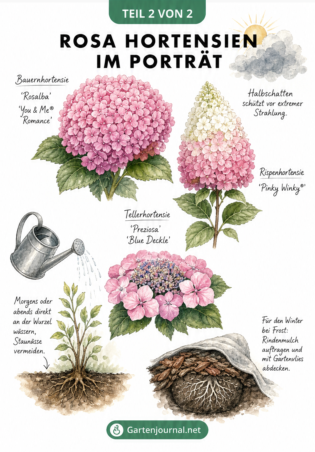 Botanische Illustration von drei rosa Hortensiensorten mit Pflegehinweisen zu Standort, Gießen und Winterschutz