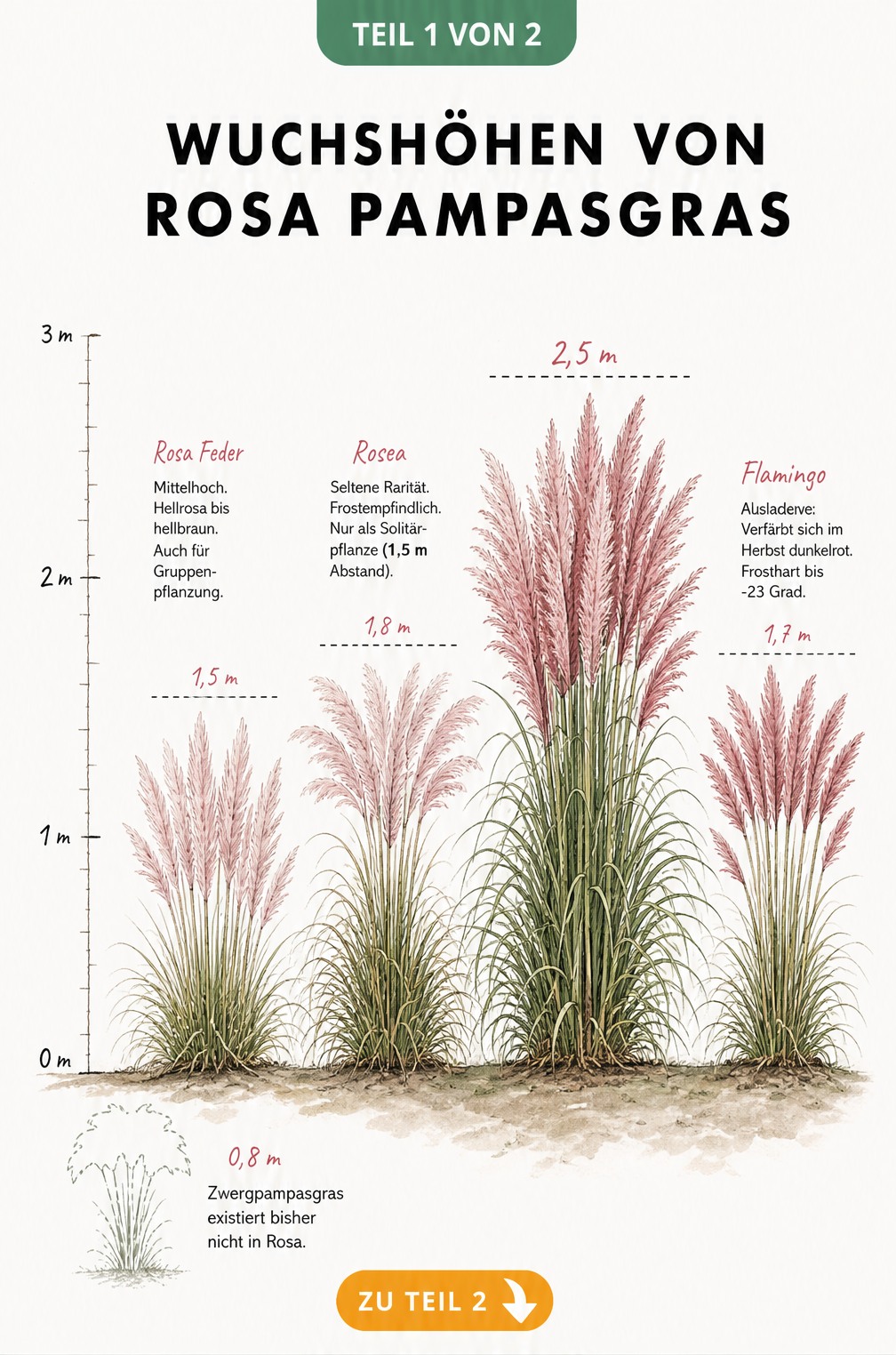Illustration der Wuchshöhen verschiedener rosa Pampasgras-Sorten wie Rosa Feder, Rosea und Scarlet Wonder im Vergleich