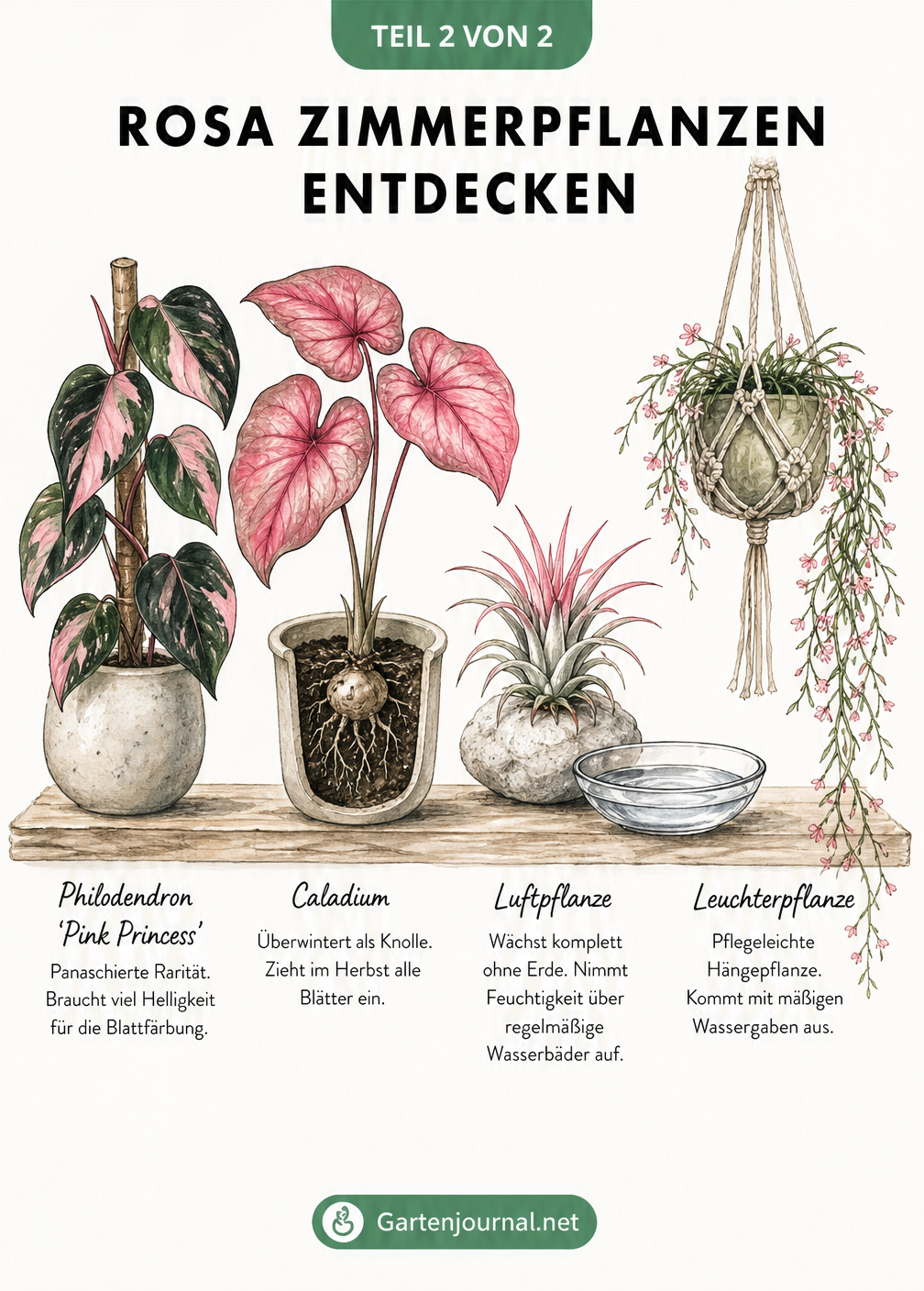 Illustration von vier rosa Zimmerpflanzen: Philodendron Pink Princess, Caladium, Luftpflanze und Leuchterpflanze