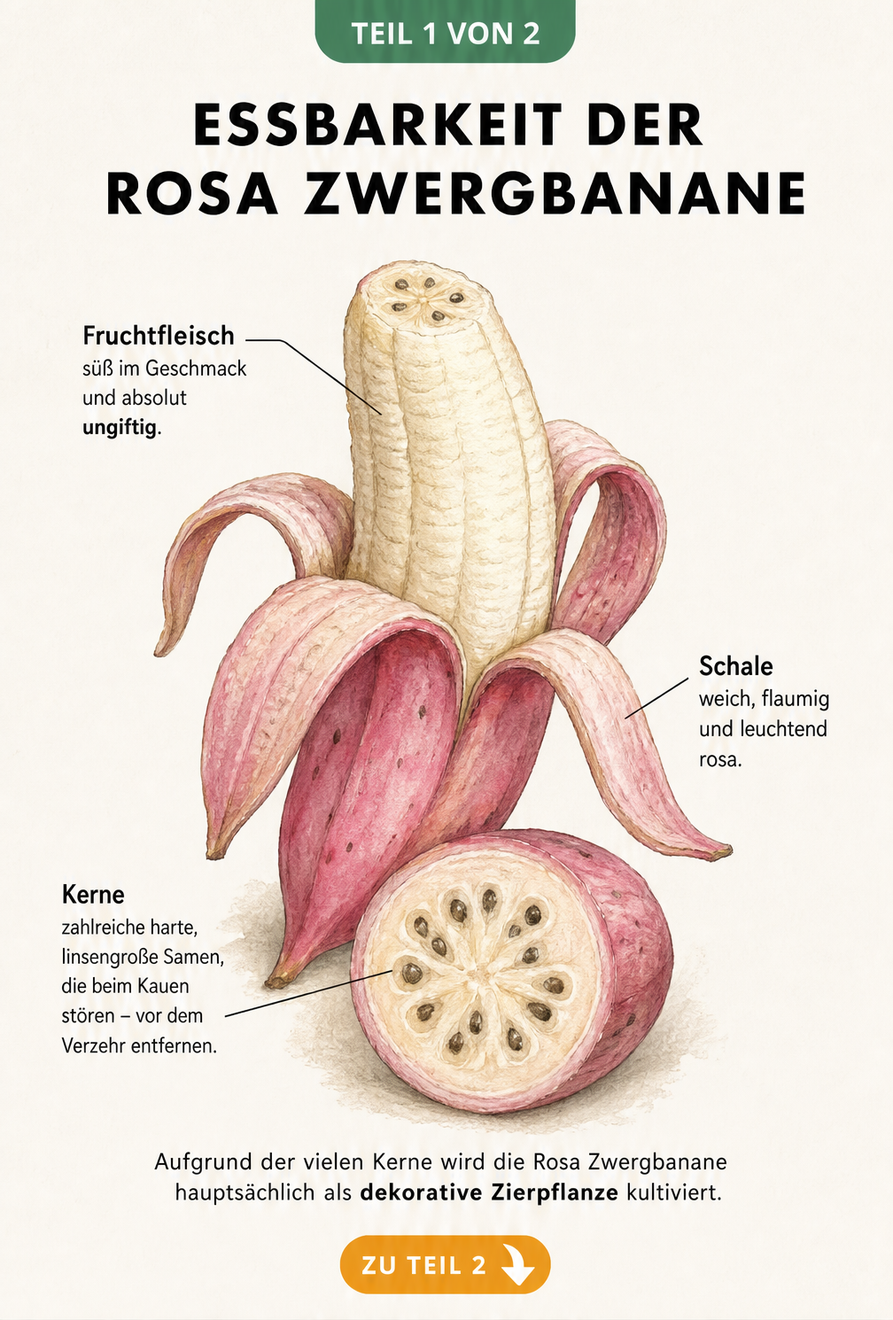 Botanische Illustration einer halb geschälten Rosa Zwergbanane und eines Querschnitts mit Kernen