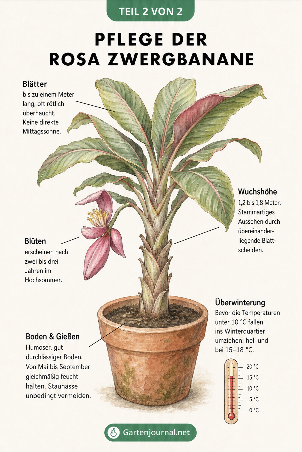 Illustration einer Rosa Zwergbanane im Terrakotta-Kübel mit Pflegehinweisen zu Standort, Gießen und Überwinterung
