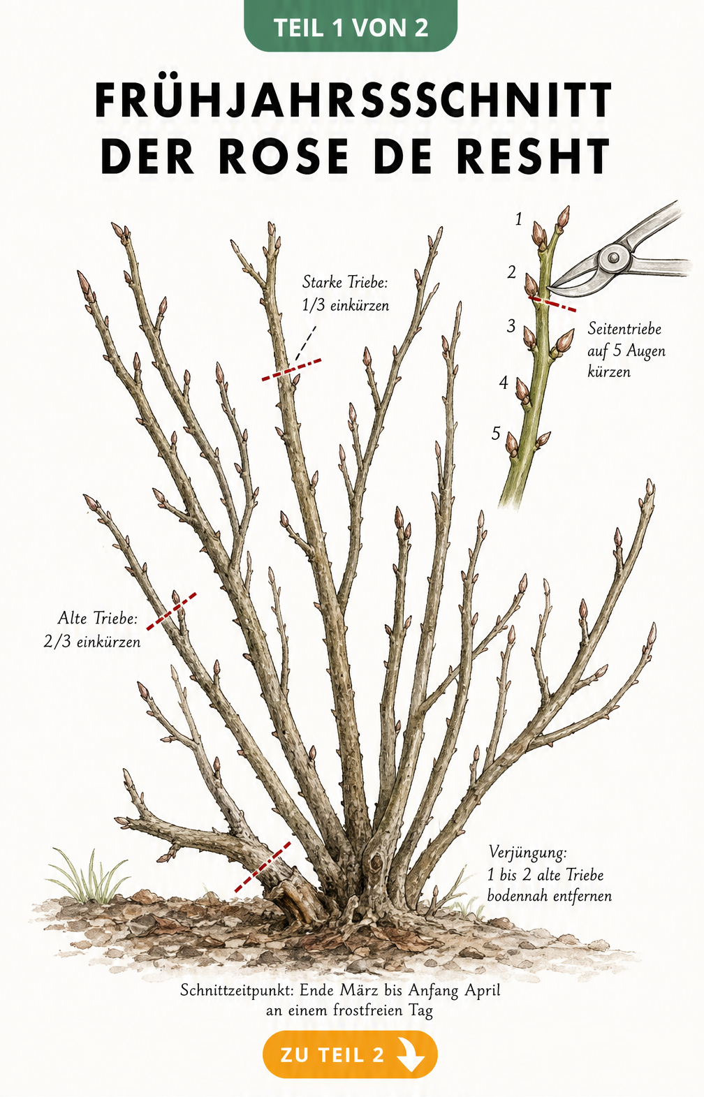 Botanische Illustration eines unbelaubten Rosenstrauchs im Frühjahr mit Markierungen für den Rückschnitt