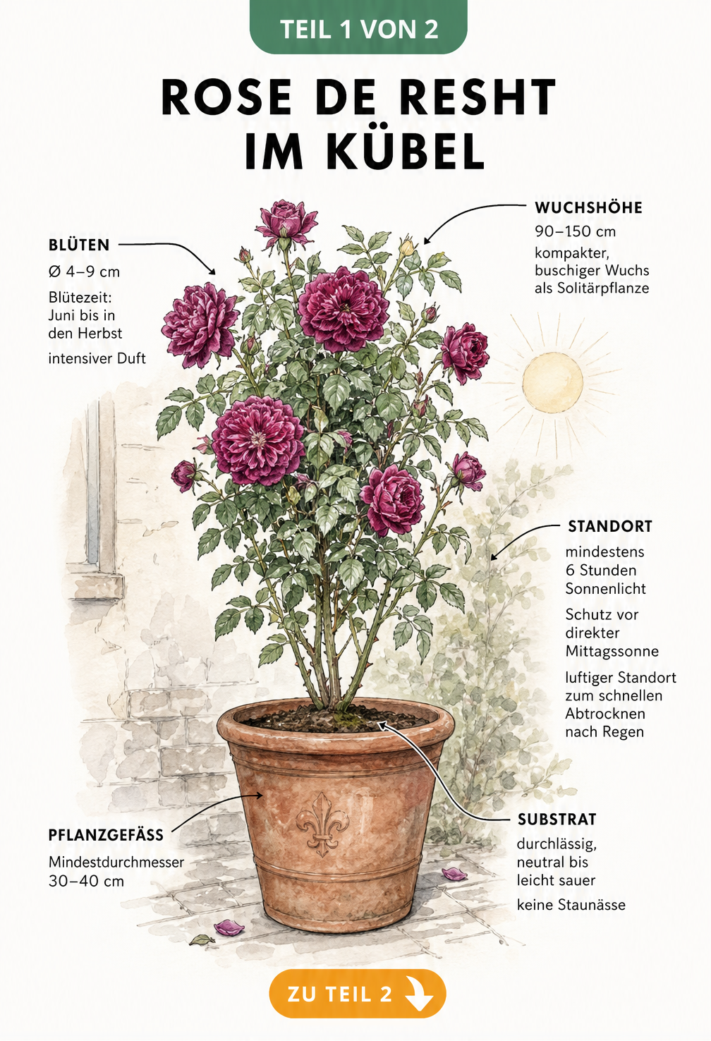 Botanische Illustration der Rose de Resht im Kübel mit Angaben zu Wuchs, Blüte und Standort