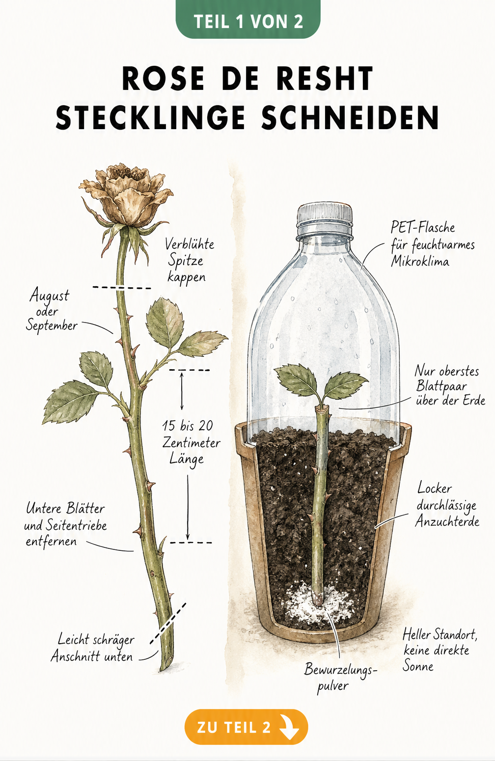 Illustration eines Rose de Resht Stecklings mit Schnittmarkierungen und Einpflanzung in Anzuchterde unter einer PET-Flasche