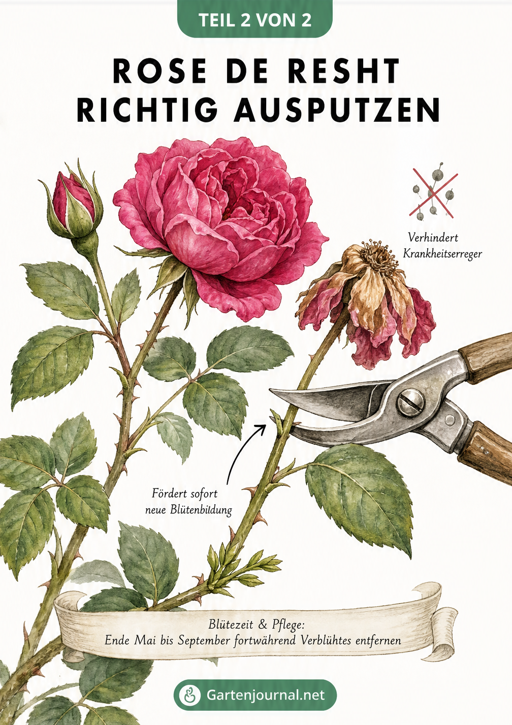 Nahaufnahme eines beblätterten Rosenzweigs im Sommer mit einer Rosenschere, die eine verwelkte Blüte abschneidet