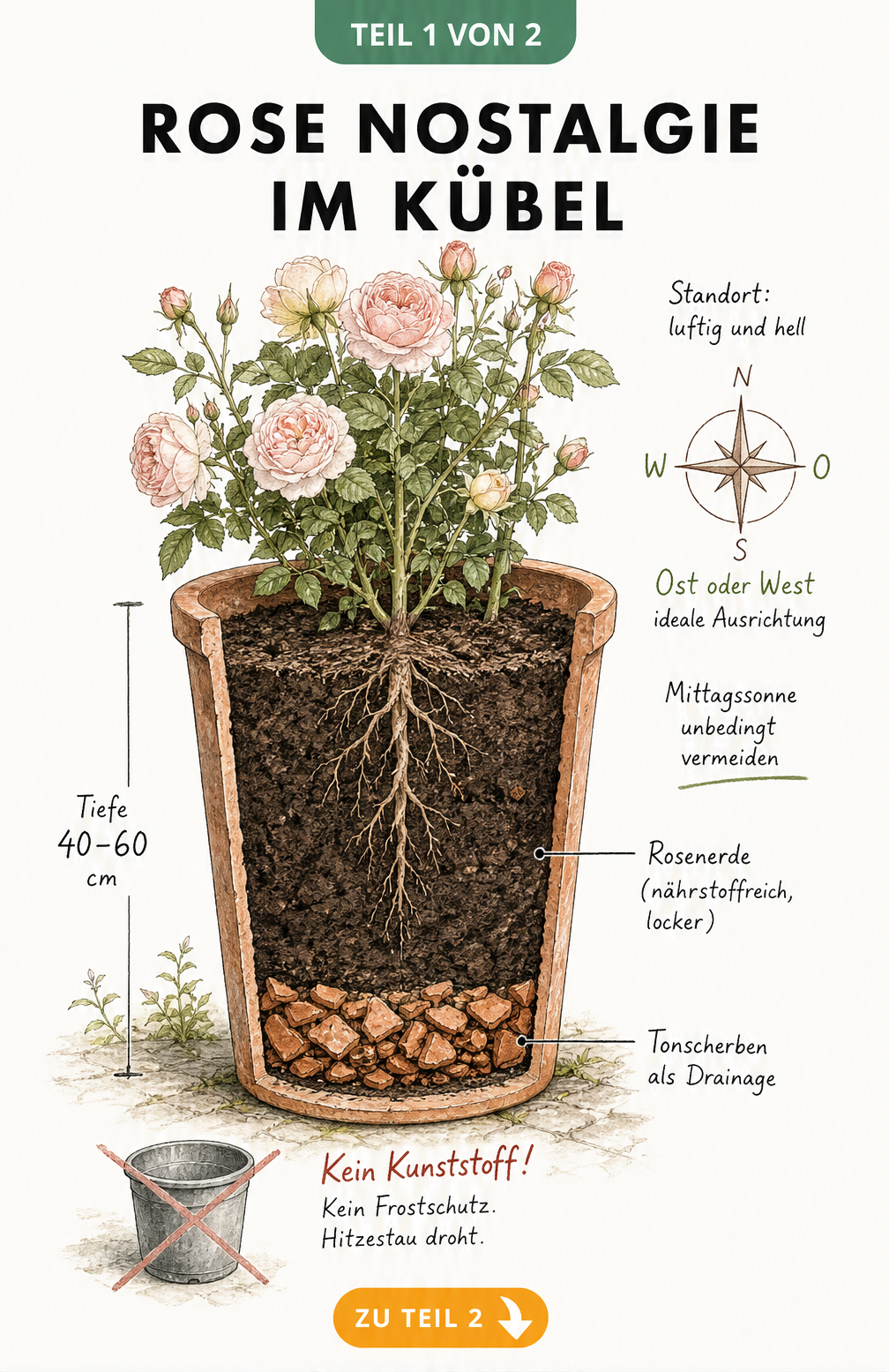 Querschnitt eines bepflanzten Terrakottakübels mit Rose Nostalgie, Drainageschicht und Rosenerde