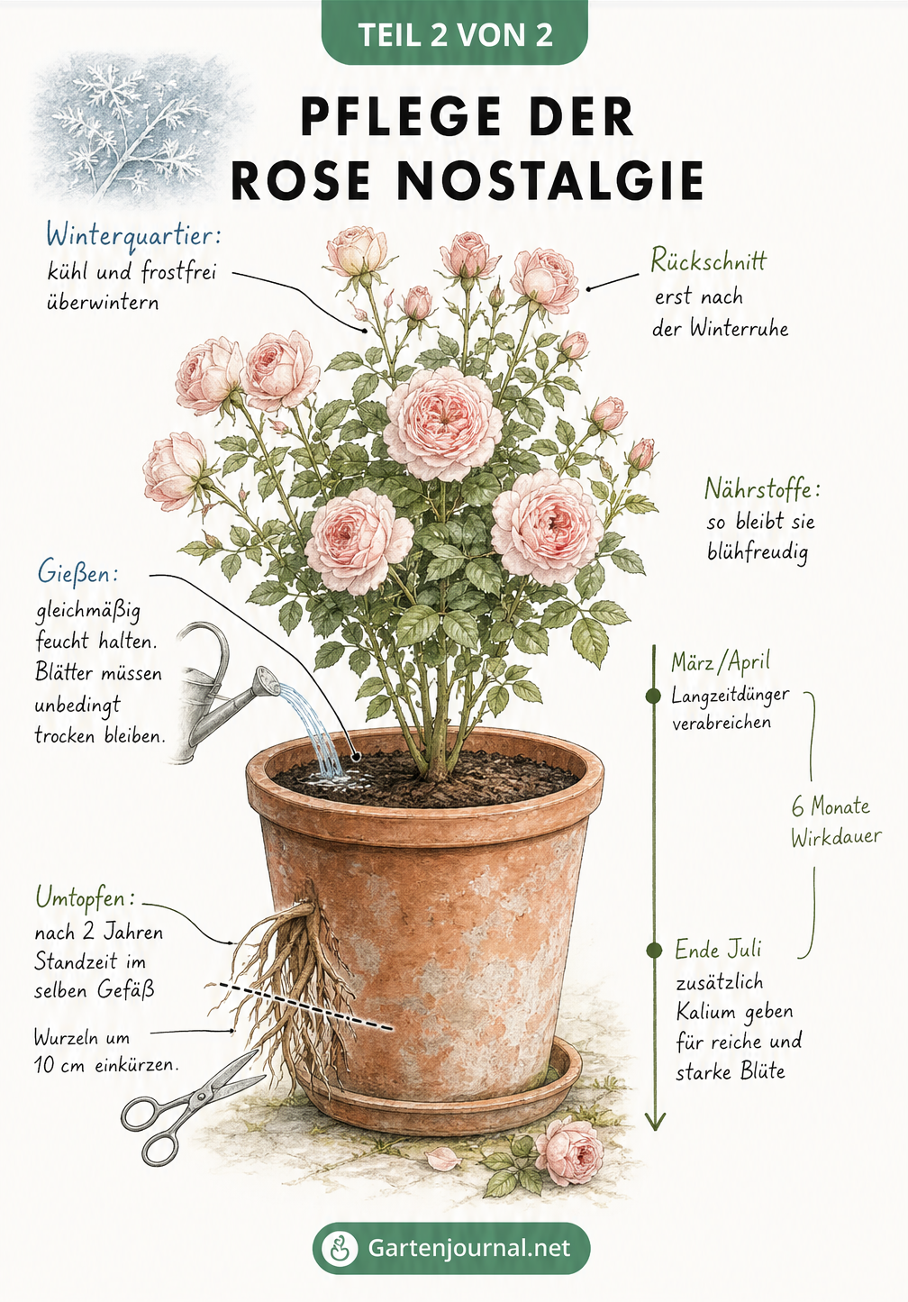 Illustration der Rose Nostalgie mit Pflegeschritten wie Gießen, Düngen und Wurzelschnitt