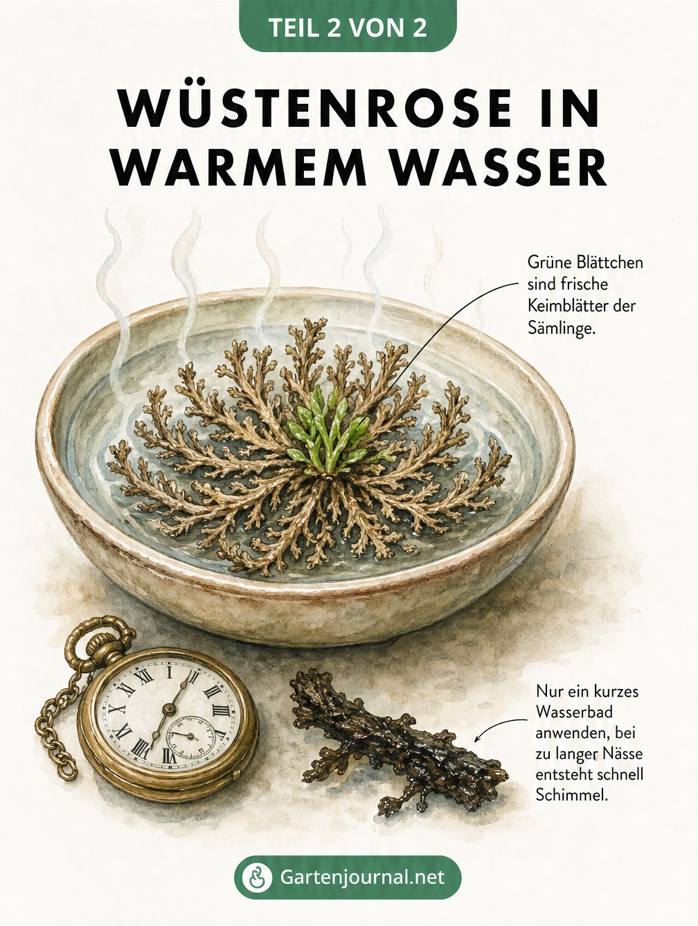 Aquarell-Zeichnung einer Anastatica hierochuntica in einer Schale mit warmem Wasser