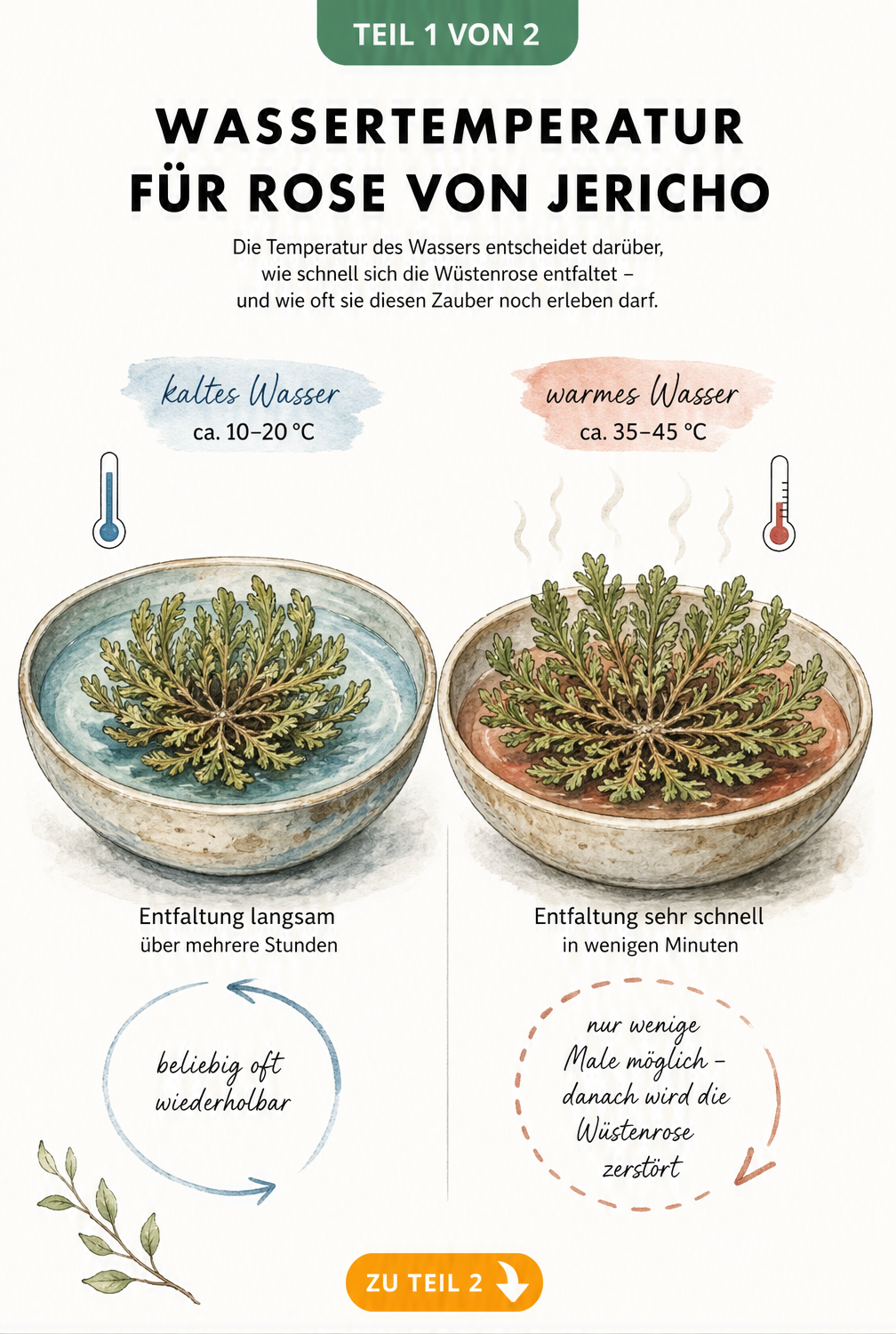 Illustration der Rose von Jericho im Vergleich: langsames Entfalten in kaltem Wasser und schnelles Entfalten in warmem Wasser.