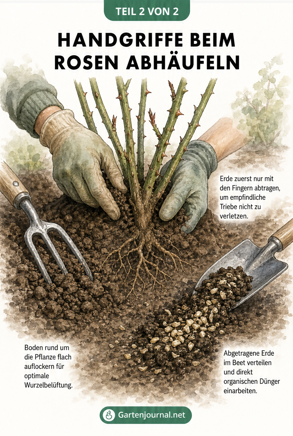 Querschnitt eines Rosenbeets zeigt das vorsichtige Abtragen der Erde mit den Händen, das Lockern des Bodens mit einer Rosengabel und das Einarbeiten von...