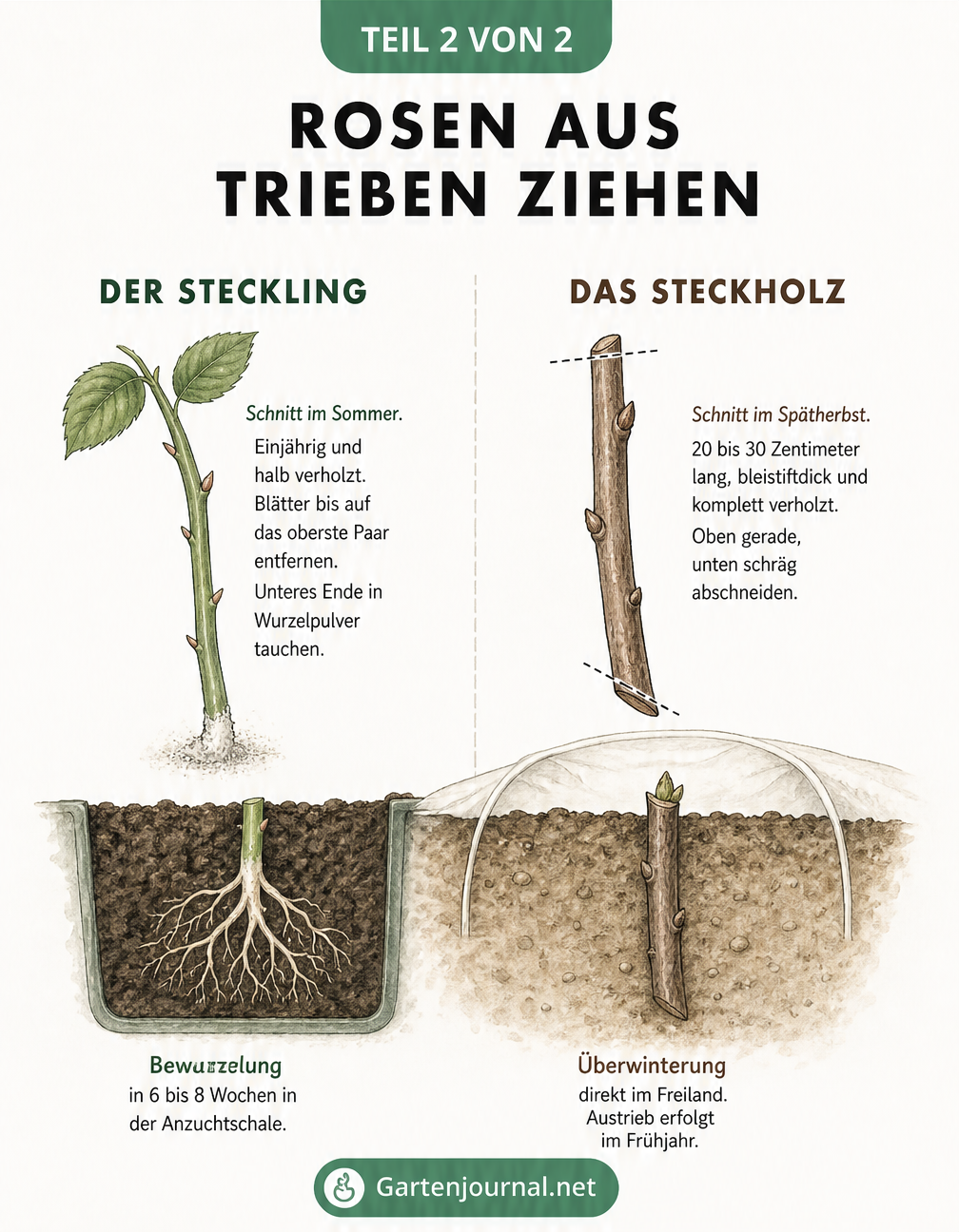 Gegenüberstellung der Rosenvermehrung durch Stecklinge im Sommer und Steckhölzer im Spätherbst.