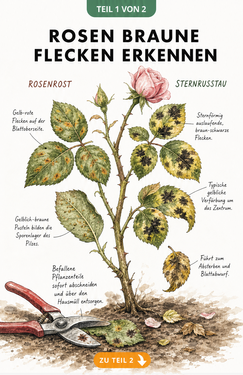 Botanische Illustration von Rosenblättern mit Symptomen von Rosenrost und Sternrußtau
