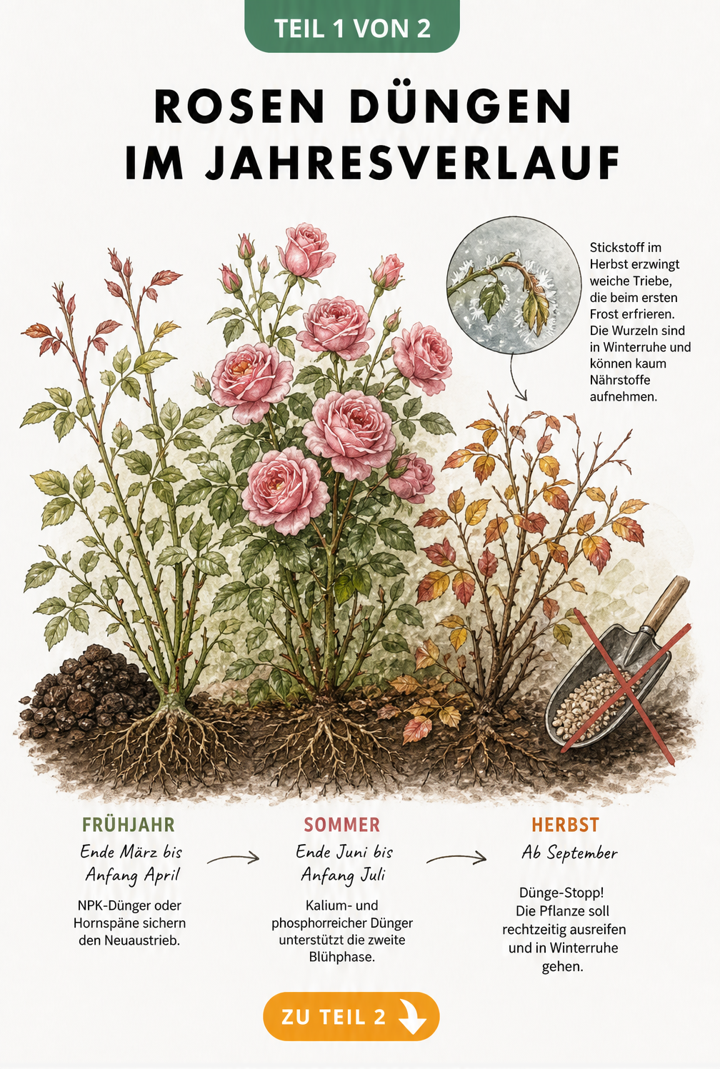 Botanische Illustration einer Rose im Jahresverlauf, die im Frühjahr austreibt, im Sommer blüht und im Herbst nicht mehr gedüngt wird.