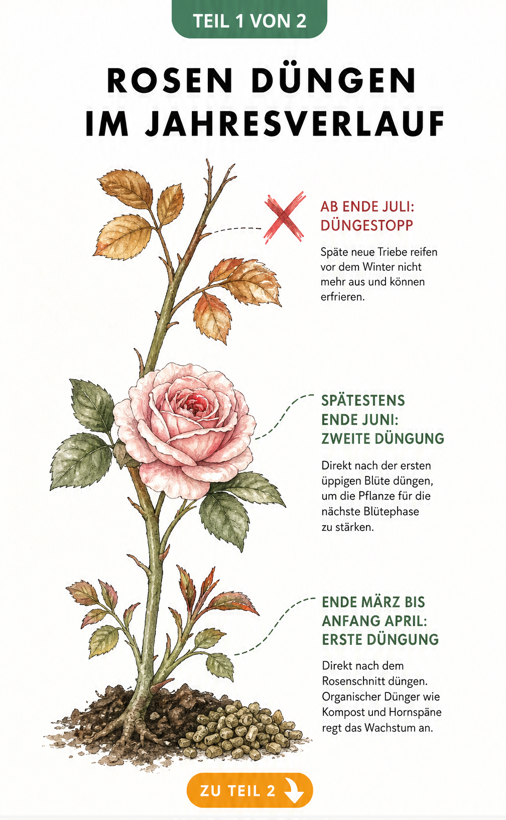Handgezeichneter Rosenzweig mit Markierungen für die Düngung im Frühjahr, Sommer und dem Düngestopp im Herbst