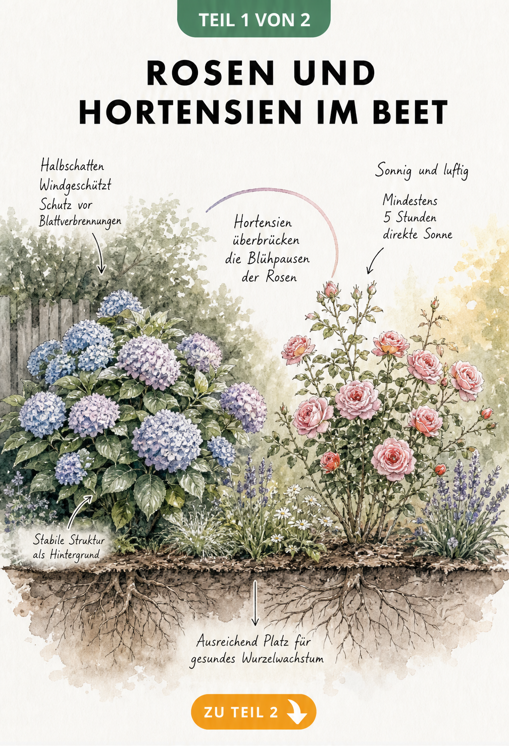 Botanische Querschnitt-Illustration eines Gartenbeets mit Bauernhortensie im Halbschatten und Rosenstrauch in der Sonne