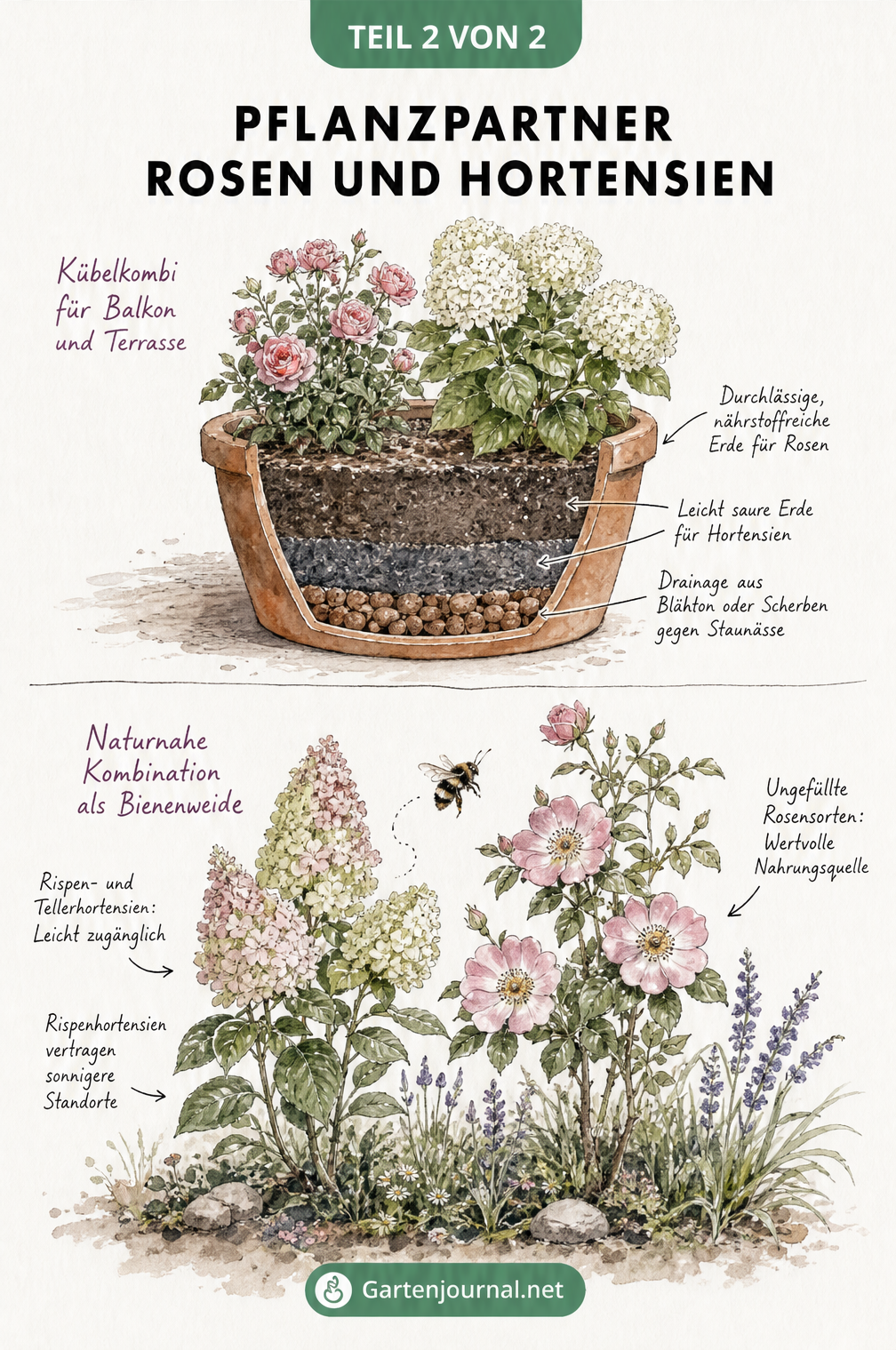 Illustration von Rosen und Hortensien als Pflanzpartner im Terrakotta-Kübel und als Bienenweide im Freiland