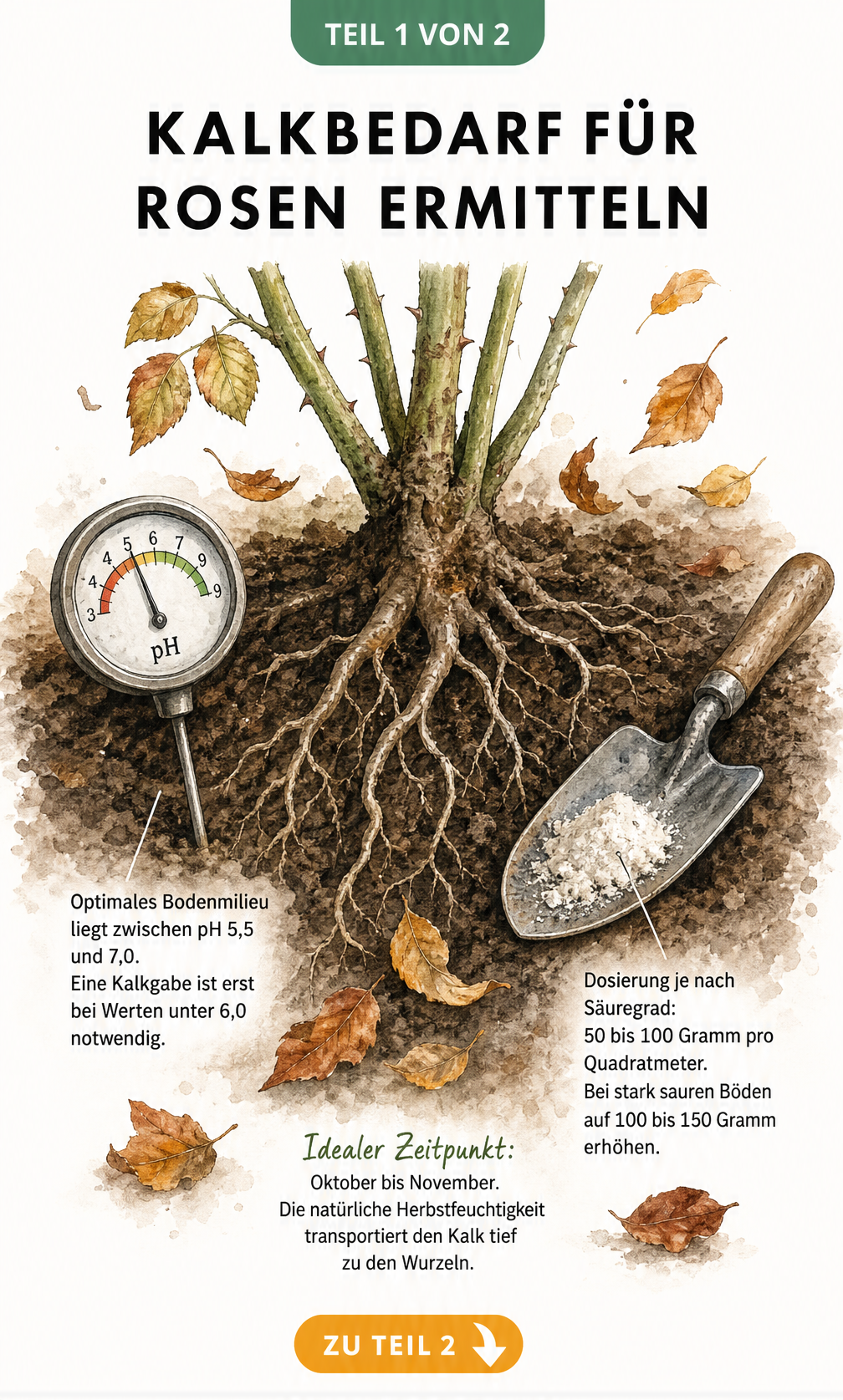 Illustration eines Rosenstrauchs mit Wurzeln im Bodenprofil, pH-Messgerät und Gartenschaufel mit Kalkpulver