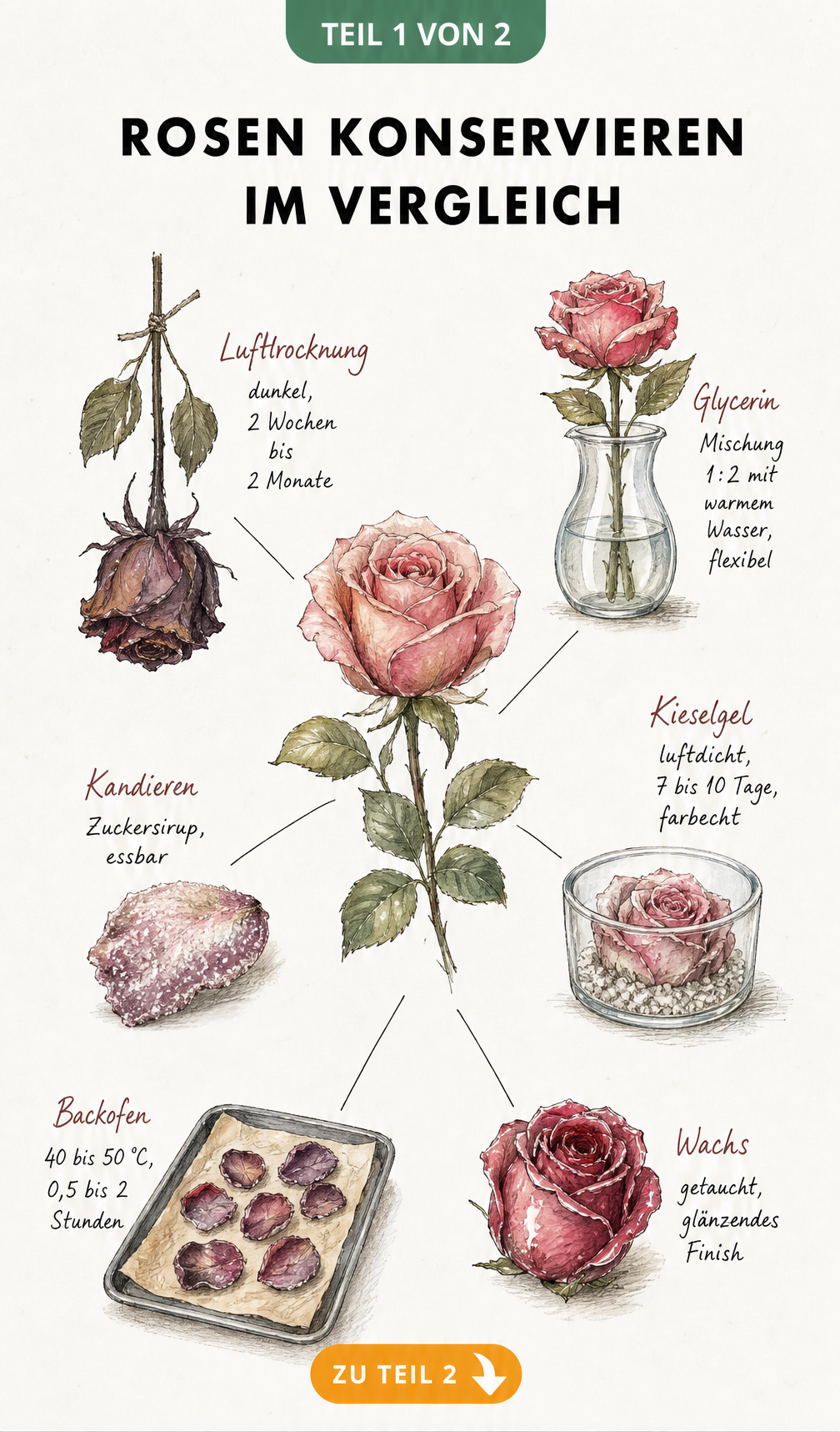 Illustration verschiedener Methoden zum Konservieren von Rosen wie Lufttrocknung, Glycerin, Kieselgel, Wachs, Backofen und Kandieren