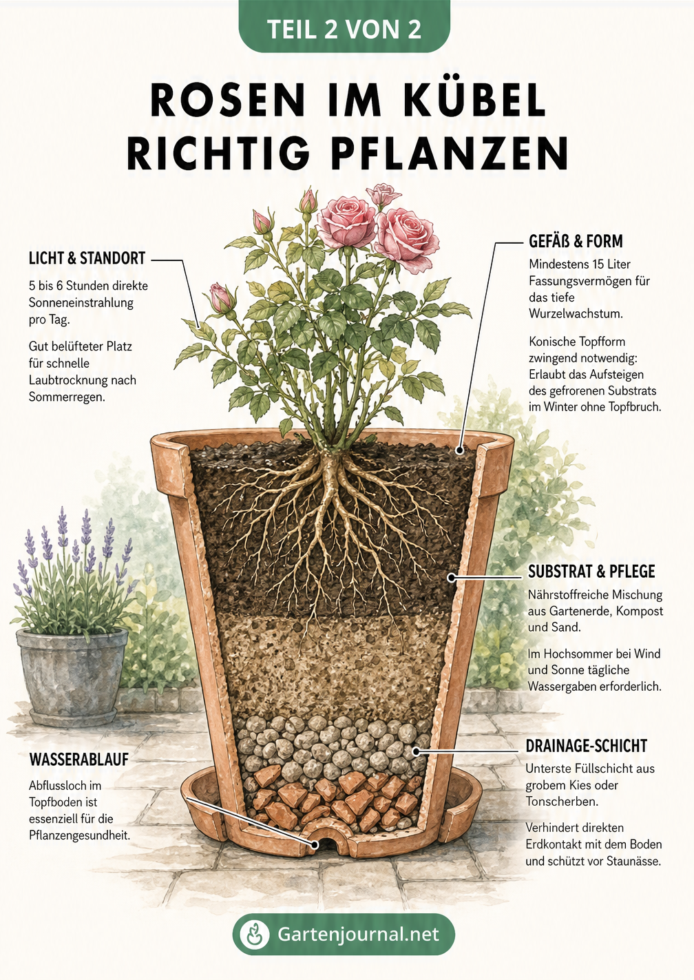 Querschnitt eines bepflanzten Pflanzkübels mit einer Rose, der die Erdschichten und Drainage zeigt
