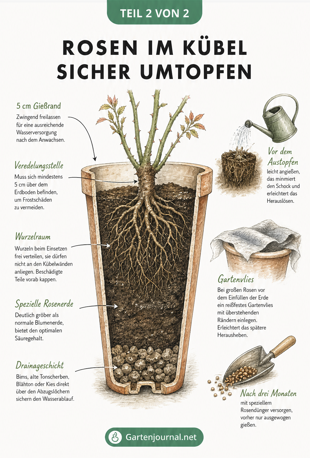 Querschnitt einer umgetopften Rose im Kübel mit Darstellung der Erdschichten, Wurzeln und Drainageschicht