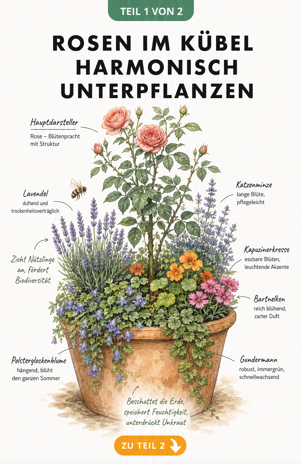 Botanische Illustration eines bepflanzten Rosenkübels mit Bodendeckern, Stauden und Sommerblumen
