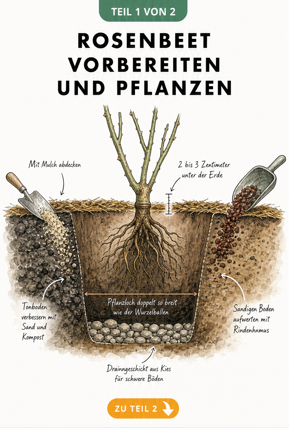 Querschnitt durch ein Pflanzloch für Rosen mit Darstellung der Bodenschichten, Drainage und Veredelungsstelle