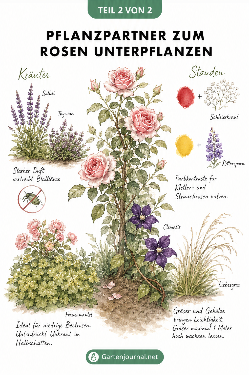 Illustration verschiedener Pflanzpartner für Rosen wie Kräuter, Bodendecker, Stauden und Gräser