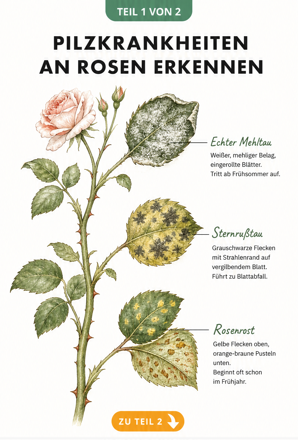 Aquarell-Illustration von Rosenblättern mit Symptomen von Echtem Mehltau, Sternrußtau und Rosenrost
