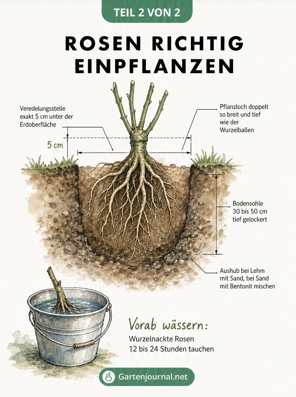 Querschnitt-Zeichnung einer frisch gepflanzten Rose im Boden mit Maßangaben