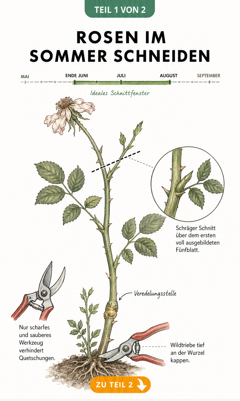 Botanische Illustration eines Rosentriebs mit Schnittmarkierung über dem Fünfblatt und Zeitstrahl für den Sommerschnitt