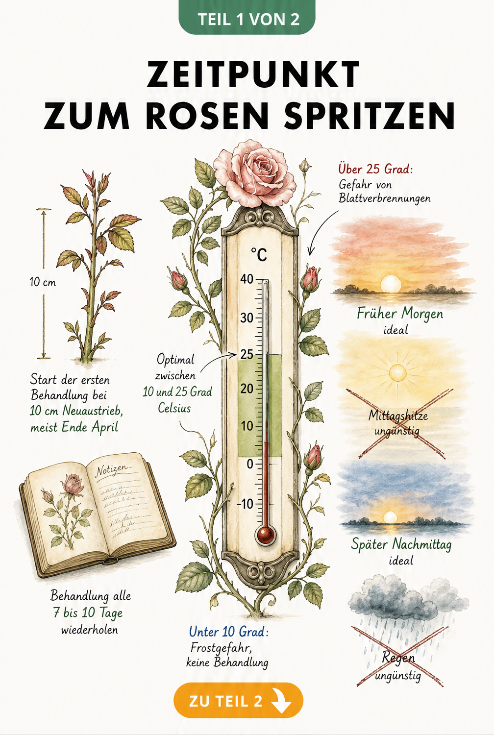 Illustration eines Vintage-Thermometers mit Rosenranke, das die optimalen Temperaturen und Tageszeiten zum Rosenspritzen zeigt.