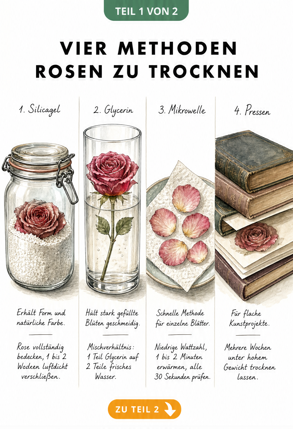 Illustration von vier Methoden zum Trocknen von Rosen: Silicagel, Glycerin, Mikrowelle und Pressen