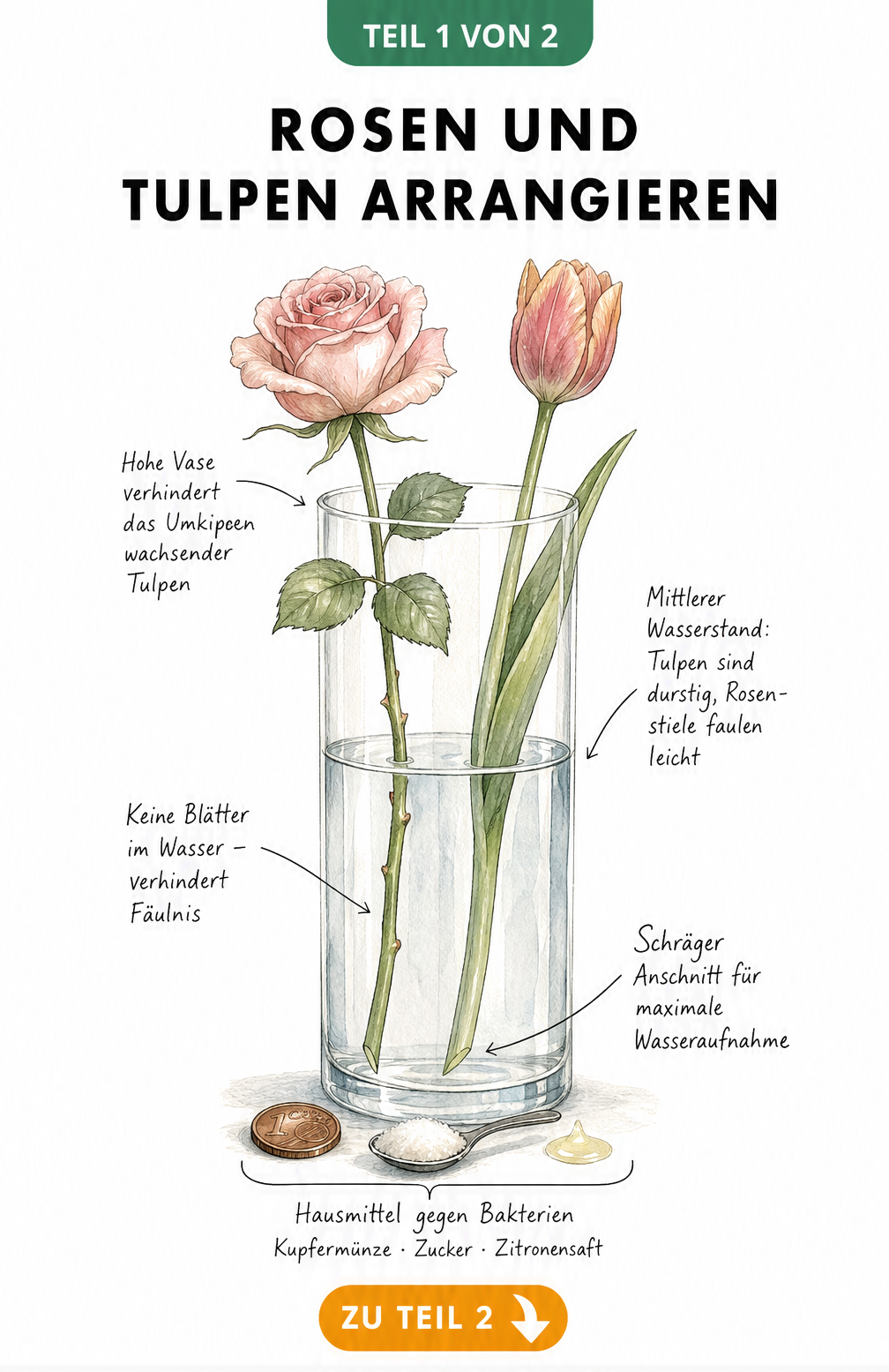 Schnittdarstellung einer Glasvase mit Rose und Tulpe, die den mittleren Wasserstand, schrägen Anschnitt und entfernte Blätter zeigt.