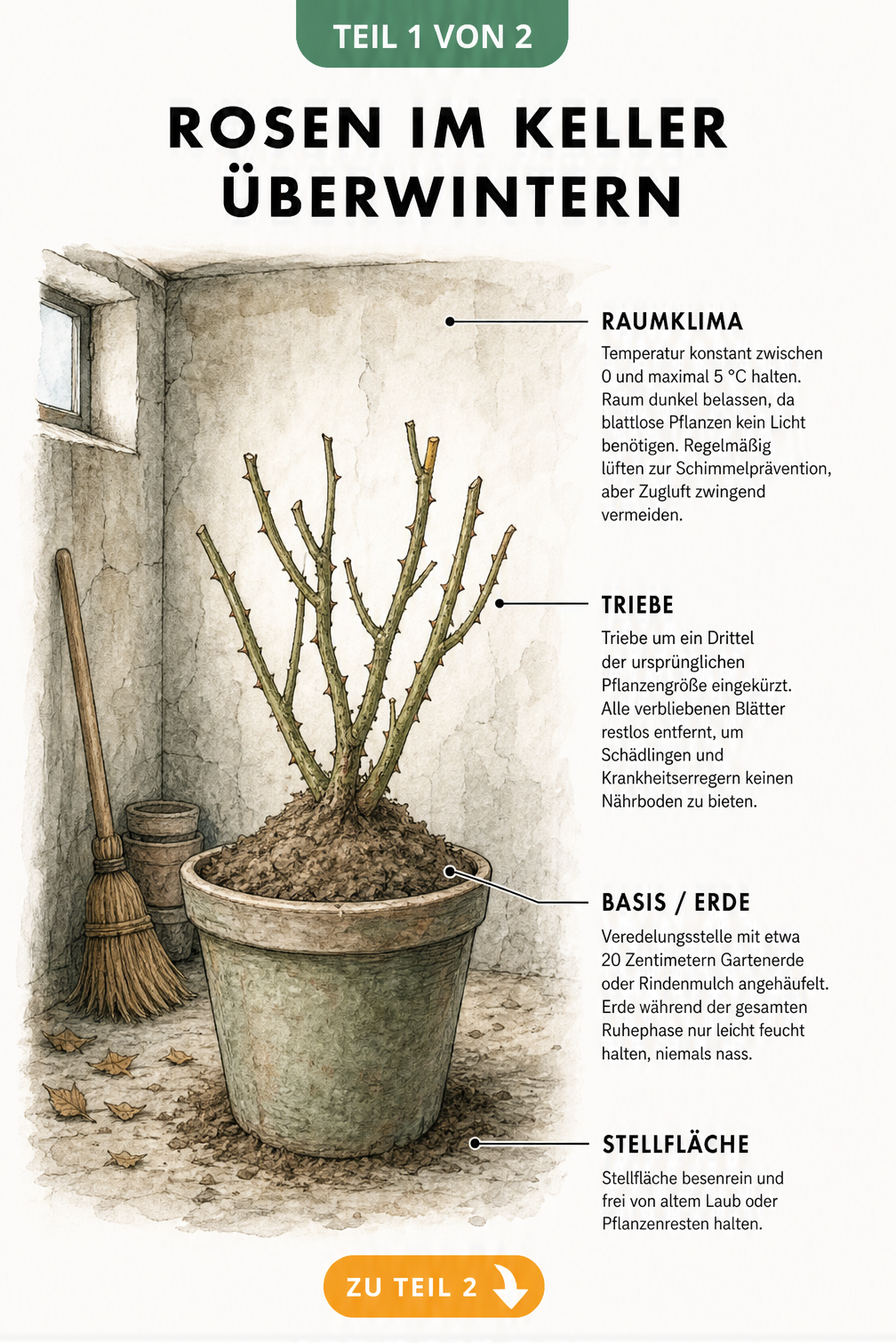 Botanische Illustration einer getopften Rose im kühlen Kellerraum mit Hinweisen zu Temperatur, Rückschnitt und Pflege
