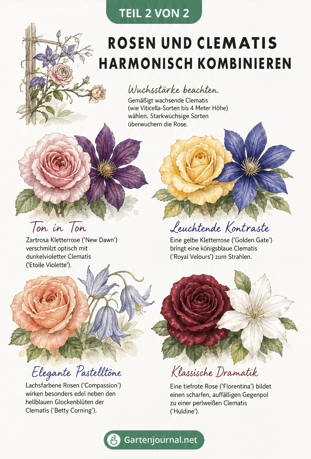 Aquarellierte Blütenpaare von Rosen und Clematis, die verschiedene Farbkombinationen und Wuchsstärken illustrieren
