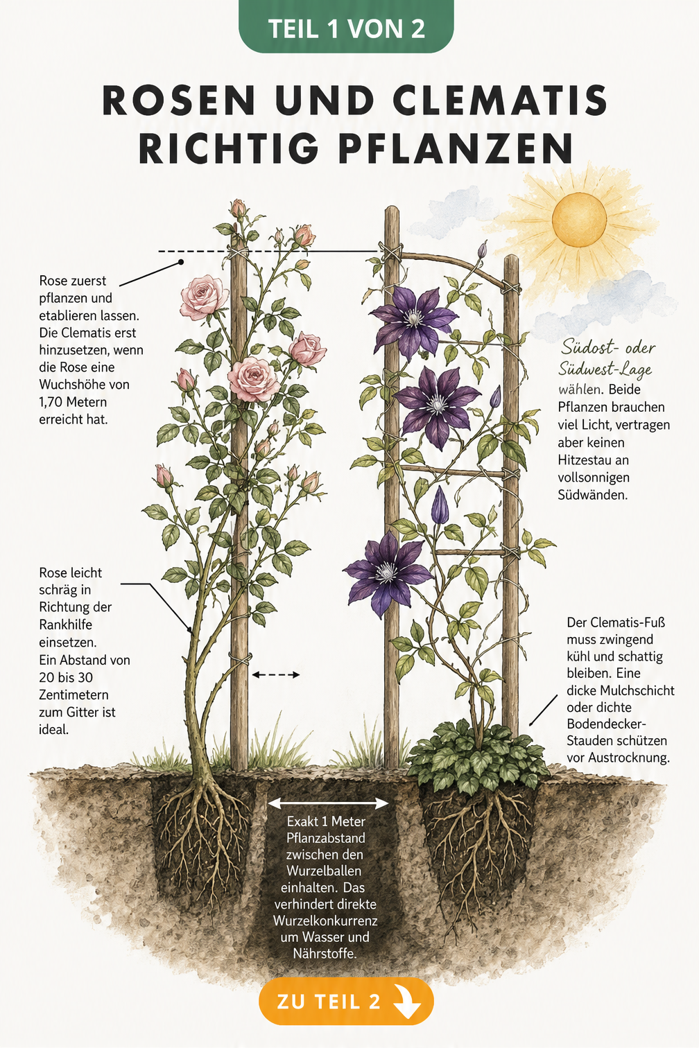 Botanische Schnittdarstellung eines Rankgerüsts mit Rose und Clematis, die Pflanzabstand und Pflanzreihenfolge zeigt