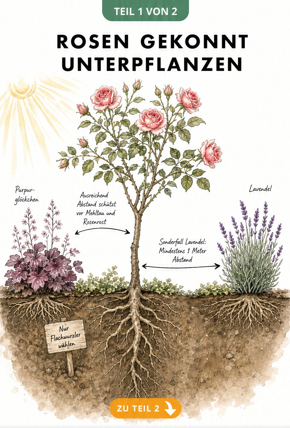 Illustration eines Rosenbeets mit Wurzelwerk und Begleitpflanzen