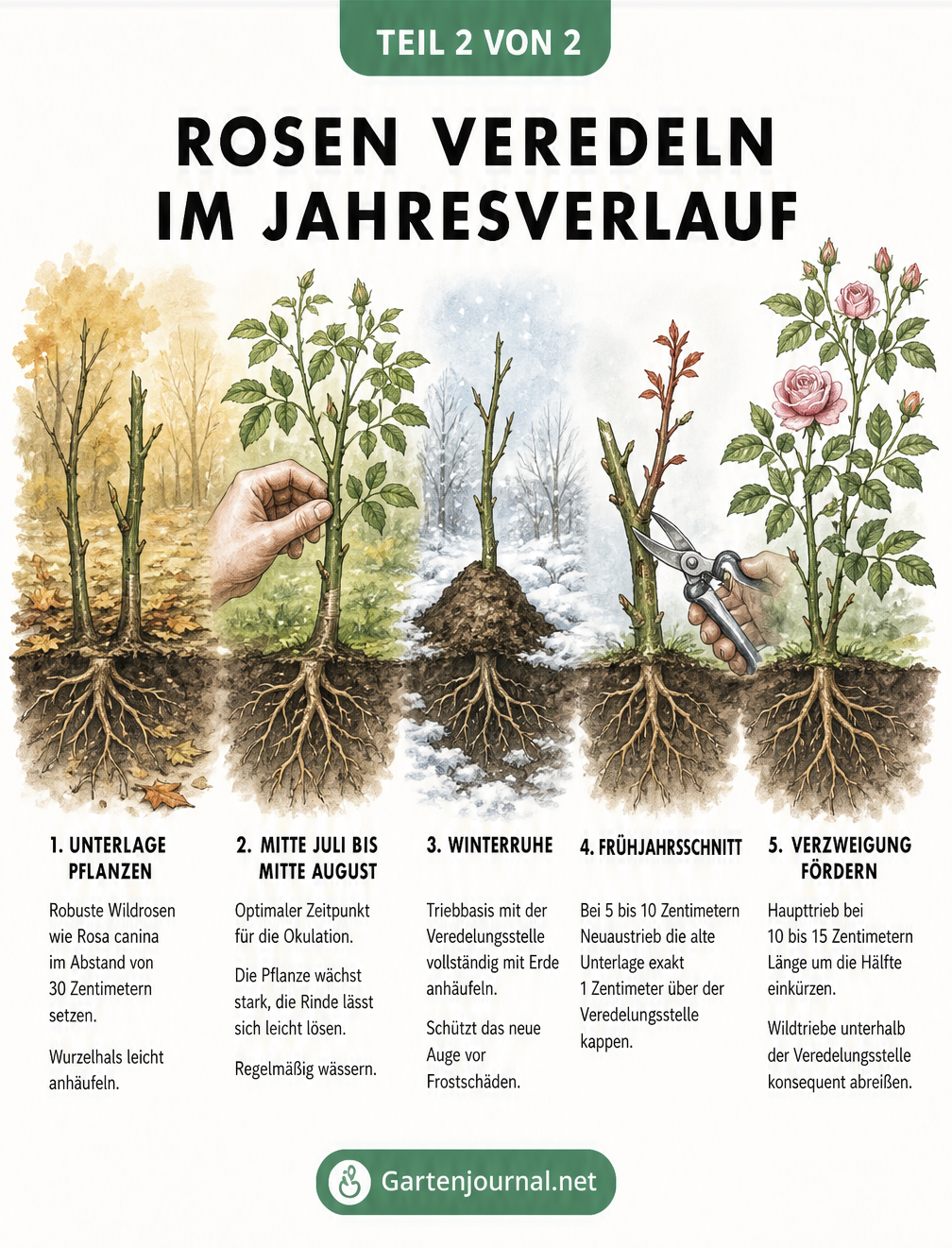 Illustration des Jahresverlaufs beim Rosen veredeln von der Pflanzung der Unterlage über den Winterschutz bis zum Frühjahrsschnitt